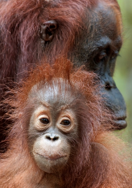 709 - INFANT ORANGUTAN WITH MOTHER - FULLER URSULA - united kingdom.jpg